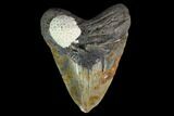 Fossil Megalodon Tooth - North Carolina #145461-1